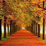 اینجا زیبا‌ترین و تماشایی‌ترین جنگل ایران در پاییز است (+عکس)