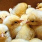 خرید توافقی جوجه یکروزه برای تعدیل بازار