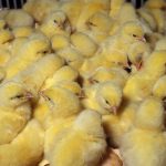 آسیب ۲۰ درصدی قطعی برق به مرغداری‌ها