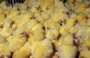 آسیب ۲۰ درصدی قطعی برق به مرغداری‌ها