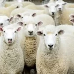 کاهش قیمت دام زنده