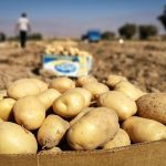 فرار سیب زمینی از مرزها