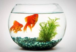 ماهی قرمز و نوروز ایرانی؛ از نماد تا فرصت‌های تجاری/ ماهی قرمز بخریم یا نخریم؟